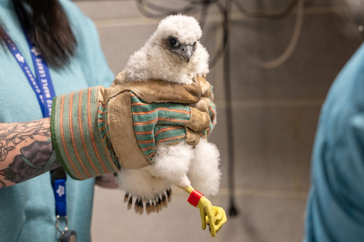 Photo of Echo the peregrine falcon