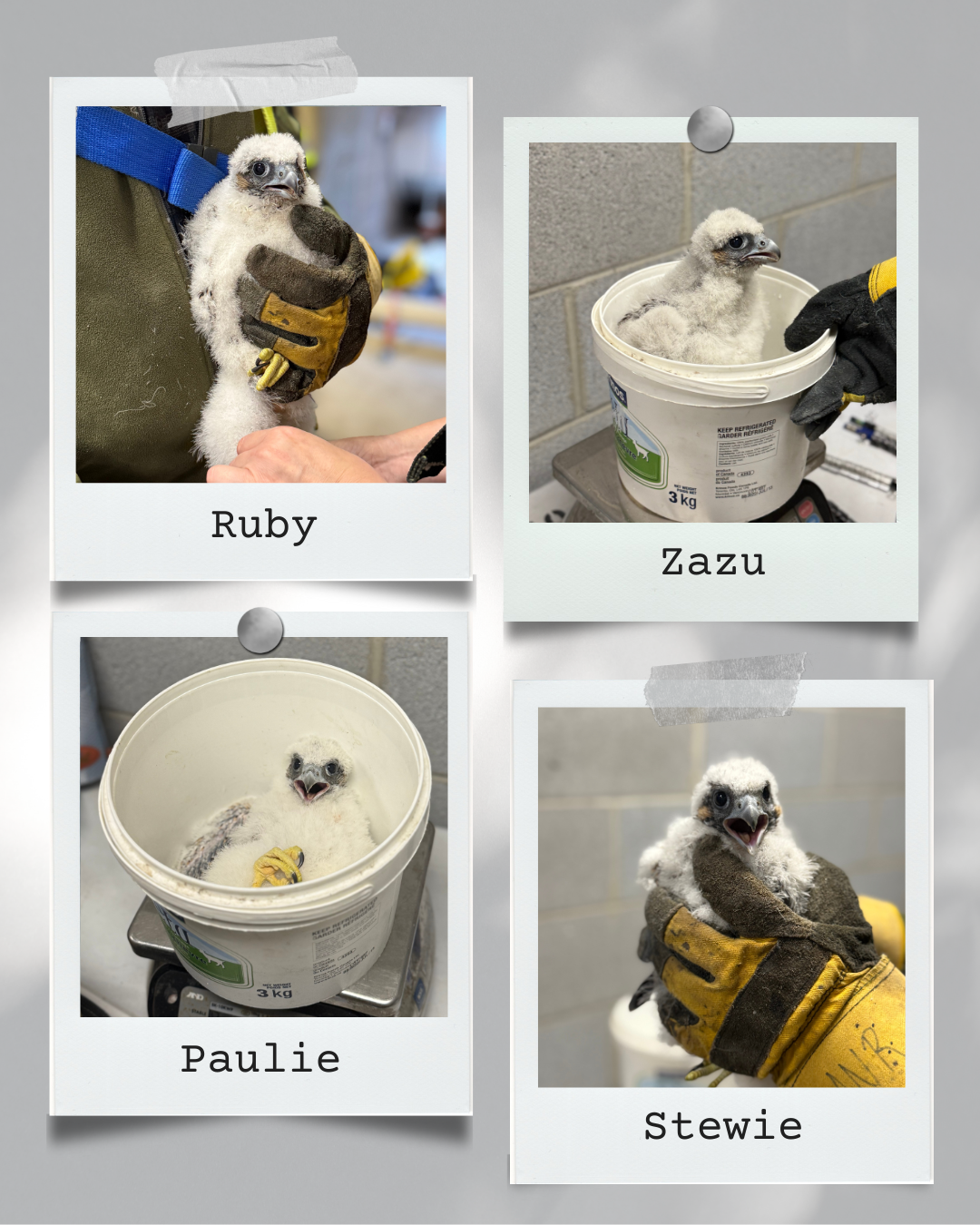 Four peregrine falcons
