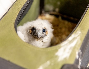 Photo of Peregrine Falcon Chick