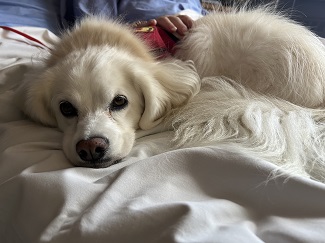 Photo of Therapy Dog