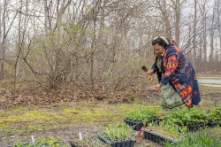 Anishinaabe Traditional Grandmother Kim Wheatley smudges the plants before they go into the Healing Forest